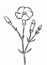 Carnation Flower Supercoloring Carnations Clavel sketch template