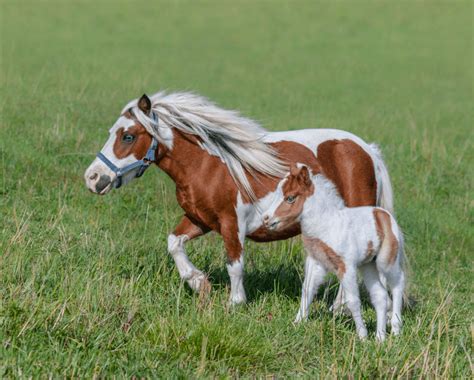 miniature horse cost average monthly cost  owning