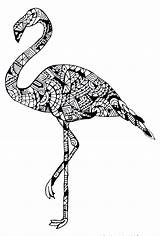 Flamingo Coloring Pages Zentangle Mandala Baby Cecilie Colouring Drawing Animals Flamingos Adult Uploaded User sketch template
