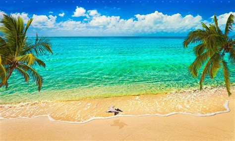 デスクトップ壁紙 日光 風景 鳥 湾 自然 海岸 砂 雲 ビーチ 飛行 ヤシの木 トロピカル 島 ラグーン 夏