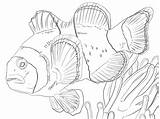 Pesce Pagliaccio Disegno Clown Clownfish Supercoloring Anemonefish Stampare sketch template