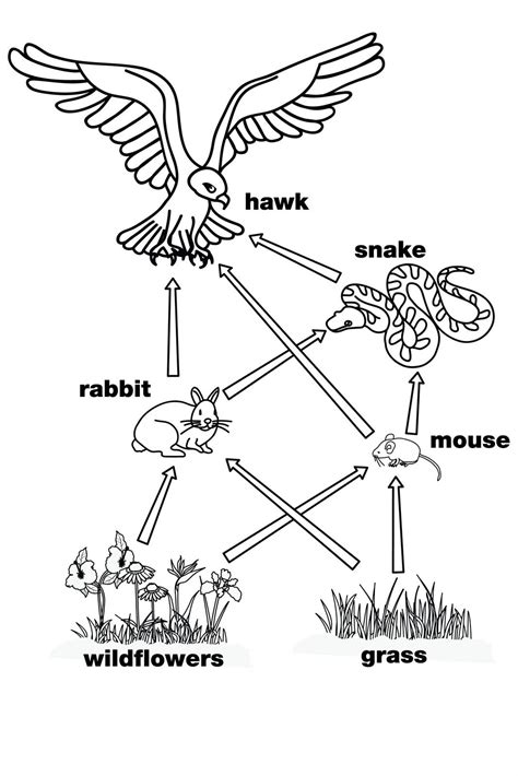 food web coloring pages coloring home