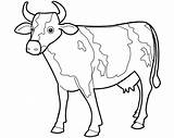 Sapi Mewarnai Vache Cattle Cows Kolase Boi Terbaru Clipartmag Sketsa Gambarcoloring Livestock sketch template