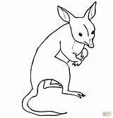 Bandicoot Colorare Kangaroo Disegno Dellaustralia sketch template