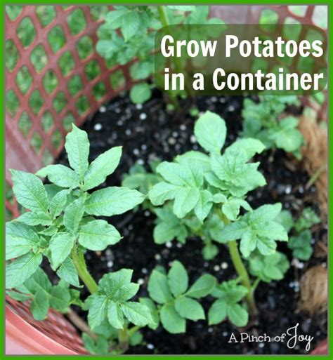 grow potatoes   container  pinch  joy