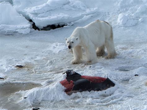 polar bears seen killing and eating dolphins that have been forced