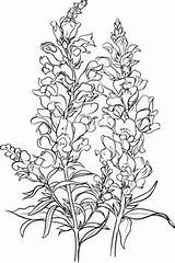 Snapdragon Coloring Drawing Flower Antirrhinum Majus Common Pages Delphinium Flowers Printable Sketch Supercoloring Snap Dragon Drawings Dragons Snapdragons Sketches Color sketch template