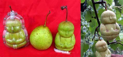 pears grown in the shape of the buddha boing boing