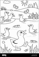 Coloring Pond Spring Ducklings Themed Joy Summer Alamy sketch template