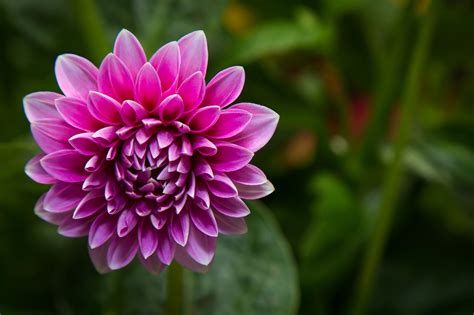 Nature Flower Garden Wild Drop Macro Cosmos Pink