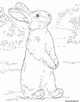 Lapin Realiste Hase Hasen Stehender Ausmalbilder Hind Hinterbeinen Supercoloring Rabbits Osterhase Colouring Malvorlagen Bunnies sketch template