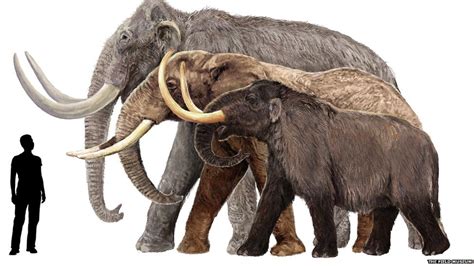 in pictures mammoths of the ice age bbc news