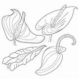 Anthurium Flamant Coloration Placez sketch template