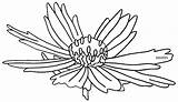 Coreopsis Clipart Wildflower State Designlooter Mississippi Clipground sketch template