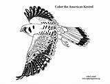 Kestrel Coloring American sketch template