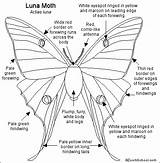 Moth Luna Coloring Lunar Butterfly Printout Printouts Gif Enchantedlearning Label Wings Glass Green Stained Kids Actias Butterflies Light Activities 71kb sketch template