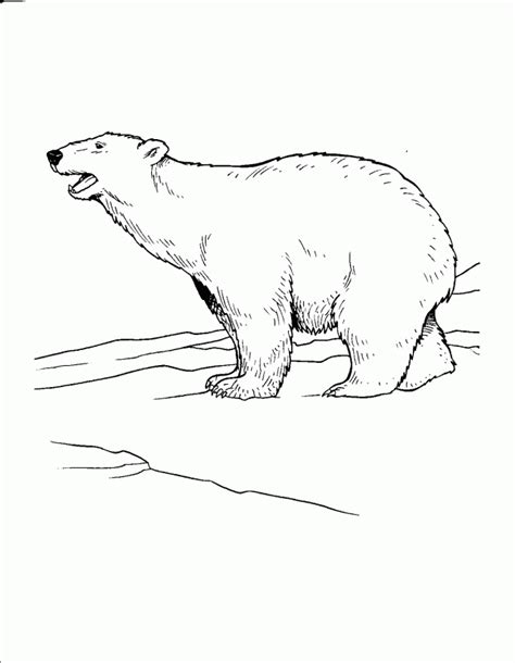 arctic coloring pages coloring home