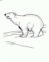 Polar Bear Coloring Pages Arctic Printable Coloring4free Kids Roaring Animals Popular Realistic Snow Bestcoloringpagesforkids sketch template