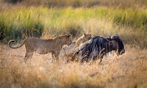 imagini de senzatie din savana africana lectia uluitoare data de