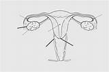 Aparato Reproductor Femenino Esquema Aparatos Esquemas Imagenpng Humano Digestivo Reproducción Sexuales órganos Externos Imprimir Genitales Femenina Reproduccion Ubique Seleccionar sketch template
