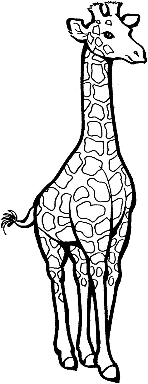 giraffes  colouring pages