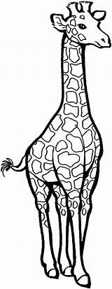 Giraffe Coloring Pages Clipart Tall Printable Drawing Giraffes Clip Animals Colouring Animal Baby Kids Cute Cliparts Sheets Cartoon Gif Template sketch template