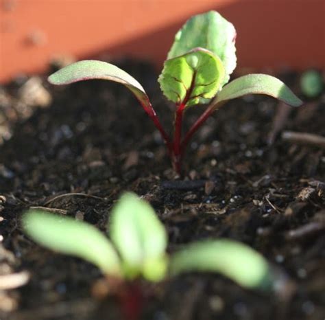 grow beetroot  seed  garden  eaden