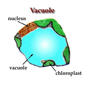 hallcpbio vacuole