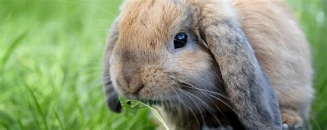 Treatment And Prevention Of Ear Disease In Lop Eared Rabbits