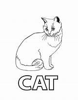 Cat Coloring Pages Preschoolers Printable Adults Beany Princess sketch template
