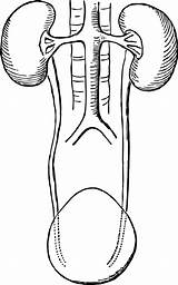 Kidney Kidneys Human Clipart System Diagram Urinary Coloring Worksheet Clip Sketch Organs Template Vintage Illustration Library Publicdomainpictures Cliparts Office sketch template
