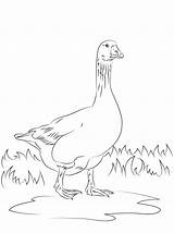 Goose Angsa Sketsa Untuk Kolase Gans Oie Mewarnai Supercoloring Emder Oies Marimewarnai Emden Menggambar Yang sketch template