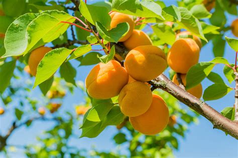 apricot fertilizer requirements learn  fertilizing apricots