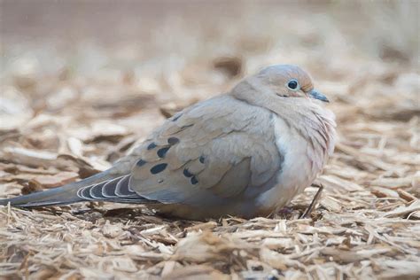 mourning dove fluffing feathers photograph  debra martz fine art