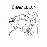Chameleon Coloring Pages Momjunction Chameleons Bunch Snake Tree Printables sketch template