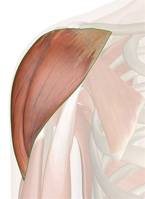deltoid muscle anatomy pictures  information