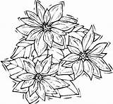 Poinsettia Line Drawing Paintingvalley Coloring Drawings Outline sketch template