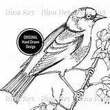Goldfinch Adult sketch template
