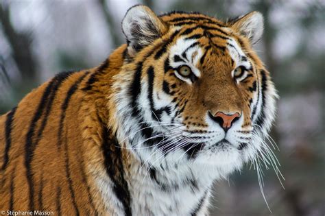 siberian tiger  stephanie masson  px   majestic animal