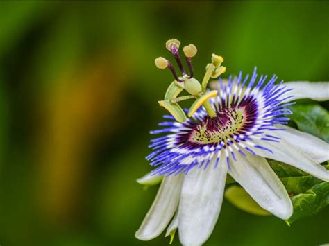 How To Overwinter Passion Flower Outside