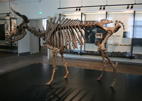 national museum copenhagen auroch skeleton  aurochs flickr