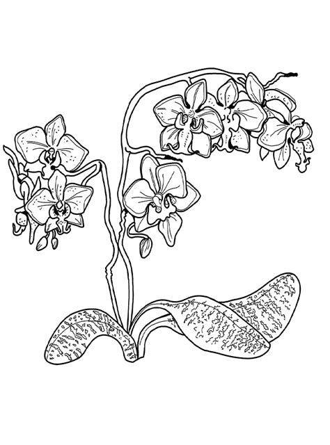 orchid coloring page  coloring pages