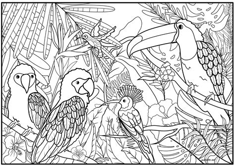 set  exotic birds  plants birds adult coloring pages