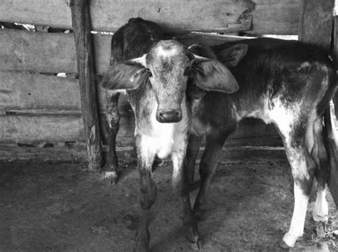 boi animal cattle veal field  image  needpixcom