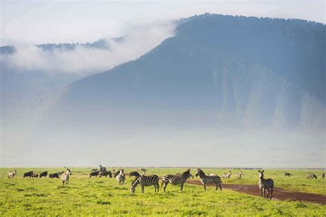 ngorongoro crater ngorongoro conservation area tanzania arusha trips