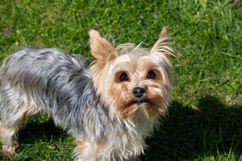 yorkie colors markings  pictures chart hepper