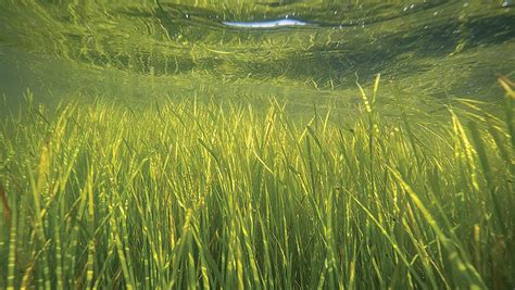 chesapeake bay grasses  rebounding maryland survey shows
