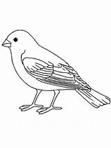 Canary Coloring Pages Birds Color Recommended sketch template