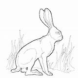 Rabbit Jack Coloring Outline Drawing Jackrabbit 606px 3kb Hare Getdrawings sketch template