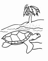Turtle Coloring Sea Pages Turtles Kids Printable Baby Cartoon Print Color Drawing Cliparts Snapping Animals Clipart Colouring Loggerhead Outline Science sketch template